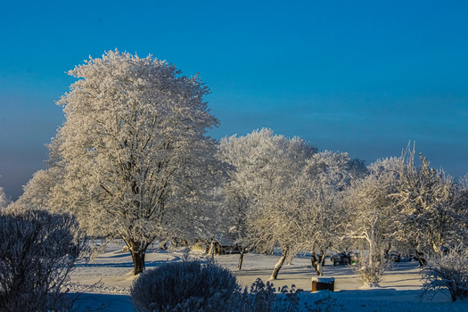 View of snow covered trees and frost laden branches in a bright winter landscape under a clear blue sky in Latvia. View of snow covered trees and frost laden branches in a bright winter landscape under a clear blue sky in Latvia.