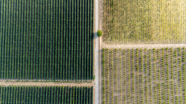 Aerial view of Deuric vineyards and orchards with geometric rows of vines and trees separated by a straight road in Mala Remeta Vojvodina Serbia. Aerial view of Deuric vineyards and orchards with geometric rows of vines and trees separated by a straight road in Mala Remeta Vojvodina Serbia.