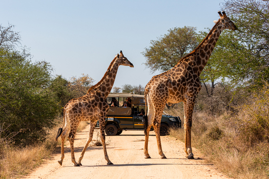 View of two giraffes standing on a dirt road with a safari vehicle and tourists in the background in the savanna of Kruger Park Mpumalanga South Africa. View of two giraffes standing on a dirt road with a safari vehicle and tourists in the background in the savanna of Kruger Park Mpumalanga South Africa.