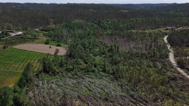 Aerial view of fallen trees in a forest near a dirt road Portugal. Aerial view of fallen trees in a forest near a dirt road Portugal.