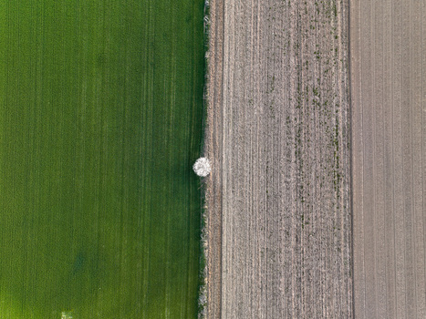 Aerial view of a single white flowering tree standing on the border between a lush green field and a plowed brown field in Borgo d Ale Piedmont Italy.