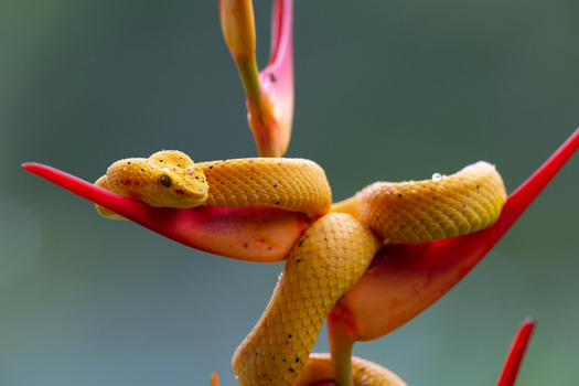View of a yellow Eyelash Viper coiled on a vibrant red Heliconia flower in the rainforest of Costa Rica.