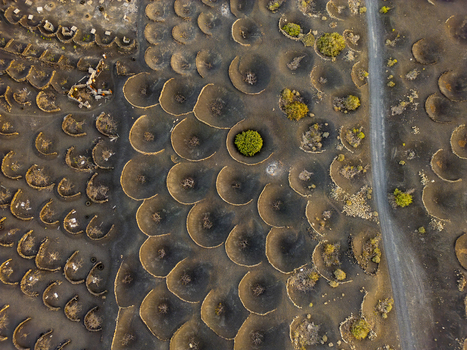 Aerial view of the unique volcanic vineyards in La Geria with circular stone walls protecting vines in the black soil of Lanzarote Canarias Spain. Aerial view of the unique volcanic vineyards in La Geria with circular stone walls protecting vines in the black soil of Lanzarote Canarias Spain.