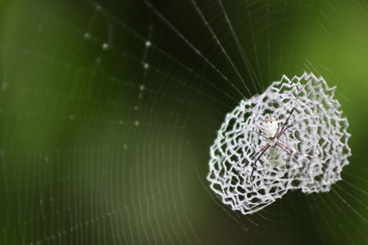 View of intricate spiderweb glistening with dew a delicate trap spun against a backdrop of verdant foliage nature s artistry on display Quepos Puntarenas Province Costa Rica.