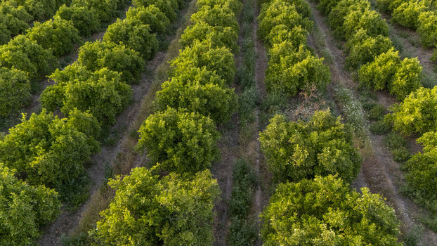 Aerial view of neat rows of lush green citrus trees in an orchard during golden hour in Coria del Rio Andalusia Spain. Aerial view of neat rows of lush green citrus trees in an orchard during golden hour in Coria del Rio Andalusia Spain.