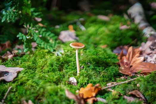 View of a Tawny Grisette Amanita fulva mushroom growing in vibrant green moss within a damp woodland in Cornwall England United Kingdom.