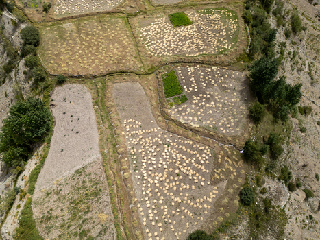 Aerial view of terraced agricultural fields with harvested hay stacks and patches of green crops nestled in the rugged mountainous landscape of Phukthal Ladakh India.
