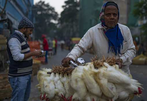 Kolkata India 06 December 2024 View of a street vendor pushing a cart laden with white chickens their feathers contrasting with the vendor s blue scarf as a customer examines goods nearby. Kolkata India 06 December 2024 View of a street vendor pushing a cart laden with white chickens their feathers contrasting with the vendor s blue scarf as a customer examines goods nearby.