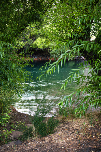 View of the lush green riverbank of the Limay River near Villa Llanquin featuring dense willow trees and clear water in Cipolletti Rio Negro Argentina. View of the lush green riverbank of the Limay River near Villa Llanquin featuring dense willow trees and clear water in Cipolletti Rio Negro Argentina.