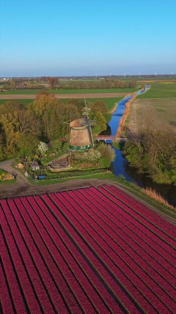 Aerial view of Westuit Nr. 7 windmill and tulip fields Netherlands.