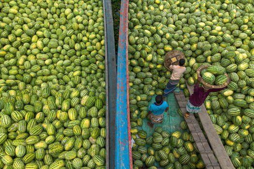 Dhaka Bangladesh 04 April 2026 Aerial view of a vibrant scene unfolds where a sea of pale green melons contrasts with the dark wooden planks and colorful clothing. Dhaka Bangladesh 04 April 2026 Aerial view of a vibrant scene unfolds where a sea of pale green melons contrasts with the dark wooden planks and colorful clothing.