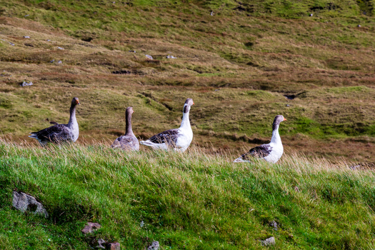 View of a group of geese walking across a lush green hillside in the Faroe Islands. View of a group of geese walking across a lush green hillside in the Faroe Islands.