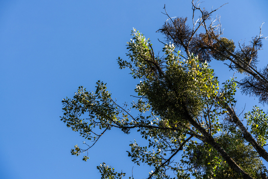 View of mistletoe clusters growing on tree branches against a clear blue sky in Poland.
