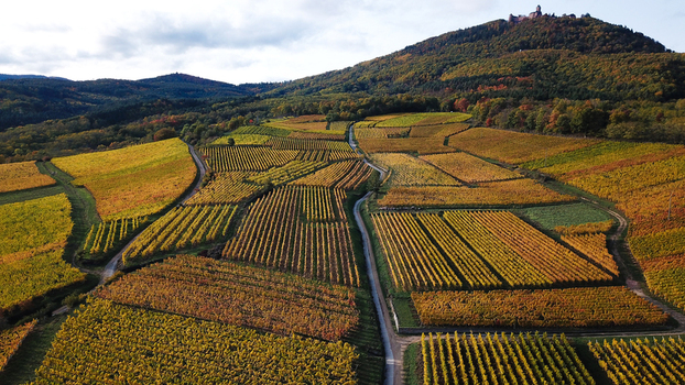 Aerial view of the colorful autumn vineyards in Alsace with the historic Chateau du Haut Koenigsbourg perched on the distant hill in Orschwiller Grand Est France.
