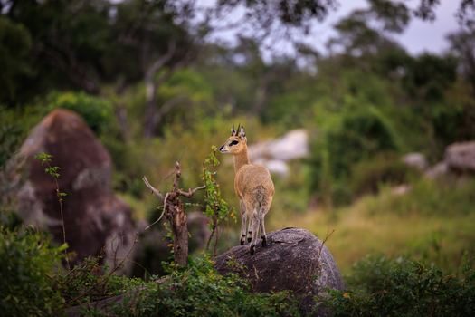 View of a klipspringer standing on a large rock surrounded by lush green trees and dense vegetation in Kruger National Park Skukuza Mpumalanga South Africa. View of a klipspringer standing on a large rock surrounded by lush green trees and dense vegetation in Kruger National Park Skukuza Mpumalanga South Africa.