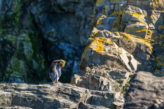 View of a Macaroni penguin preening on the rocky cliffs of Hercules Bay South Georgia and the South Sandwich Islands. View of a Macaroni penguin preening on the rocky cliffs of Hercules Bay South Georgia and the South Sandwich Islands.