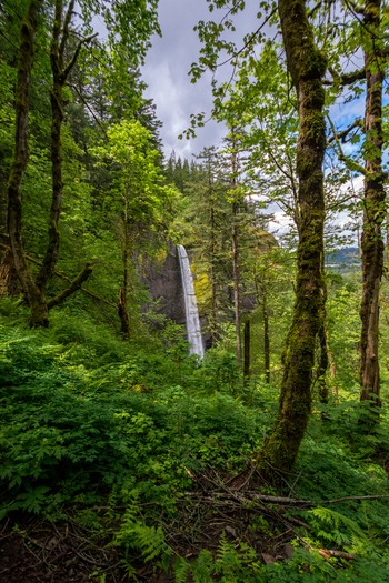 View of a tall waterfall cascading down a rocky cliff surrounded by lush green forest mossy trees and ferns in Hood River Oregon United States.