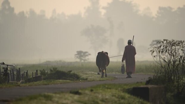View of a man walking a cow on a misty rural road in Bangladesh.