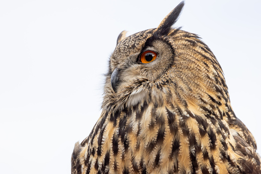 View of a majestic Eurasian Eagle owl with striking orange eyes and detailed plumage against a white background in Selestat Grand Est France.