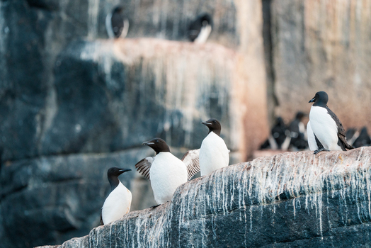 Svalbard Svalbard and Jan Mayen 22 July 2025 View of Brunnich s guillemots perched on the steep basalt cliffs of Alkefjellet with white guano streaks and dark rock formations.