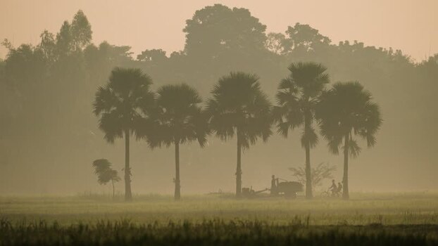 View of silhouetted palm trees in the morning mist Bangladesh.