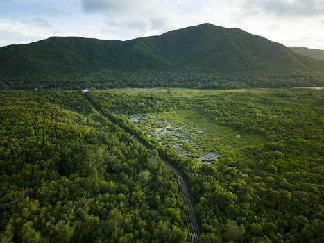 Aerial view of lush mangrove forests intersected by a narrow pathway set against a backdrop of verdant mountains Karimunjawa Central Java Indonesia.