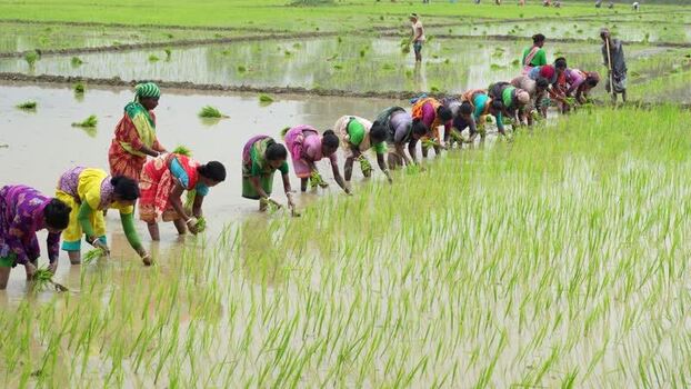 View of women planting rice seedlings in a flooded field Bangladesh. View of women planting rice seedlings in a flooded field Bangladesh.