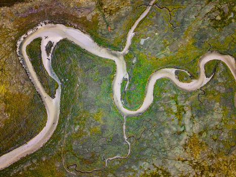 Aerial view of the winding Havre de Geffosses river channel cutting through vibrant green salt marshes and tidal mudflats in Geffosses Normandy France.