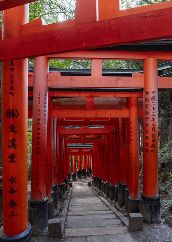 View of the Senbon Torii gates with vibrant vermilion pillars featuring black bases and inscriptions lining a stone path under a canopy of green trees Kyoto Kyoto Japan.