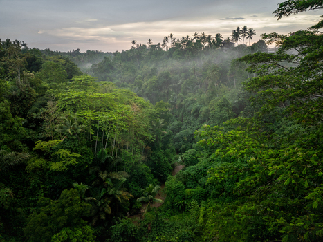 Aerial view of Bali jungle landscape with lush tropical trees dense foliage and mist rising from the valley under a soft cloudy sky in Bali Indonesia.