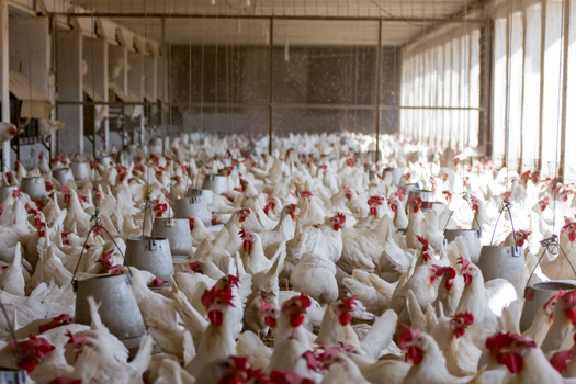 View of a large scale layer poultry farm with numerous white chickens in a commercial egg production facility in Multan City Punjab Pakistan. View of a large scale layer poultry farm with numerous white chickens in a commercial egg production facility in Multan City Punjab Pakistan.