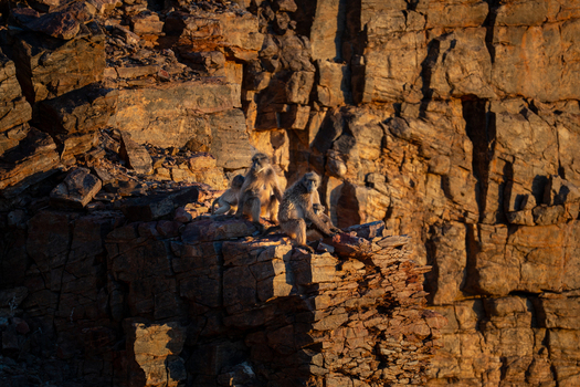 View of jagged cliffs ablaze with the setting sun s golden light as a troop of baboons huddles on a rocky outcrop Keetmanshoop Karas Region Namibia.