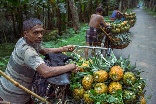Jalchatro Dhaka Division Bangladesh 14 July 2026 View of a local farmer transporting fresh pineapples on a bicycle at Jalchotro Bazar with lush green surroundings.