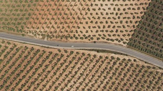 Aerial view of a road through olive plantations Spain.