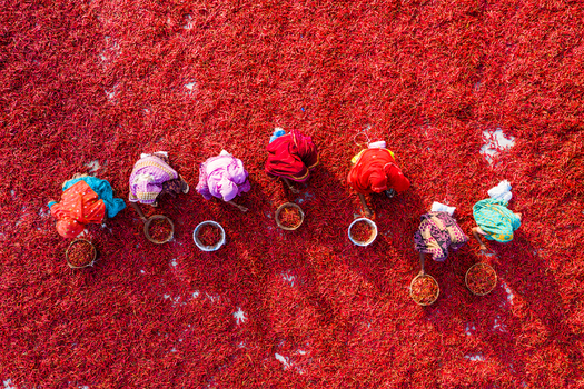 Bogura Bangladesh 06 March 2022 Aerial view of women in colorful saris working in a field spreading and collecting red chilies for drying under the sun.