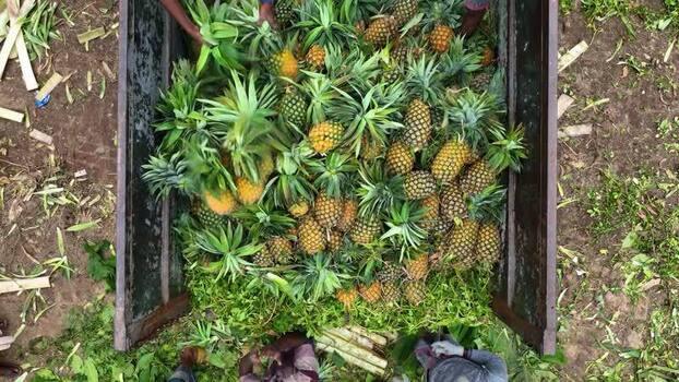 View of workers loading pineapples into a truck Bangladesh. View of workers loading pineapples into a truck Bangladesh.