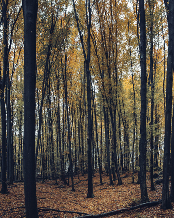 View of a dense beech forest with tall dark trunks and vibrant golden autumn foliage covering the forest floor in Krakow Lesser Poland Voivode Poland. View of a dense beech forest with tall dark trunks and vibrant golden autumn foliage covering the forest floor in Krakow Lesser Poland Voivode Poland.