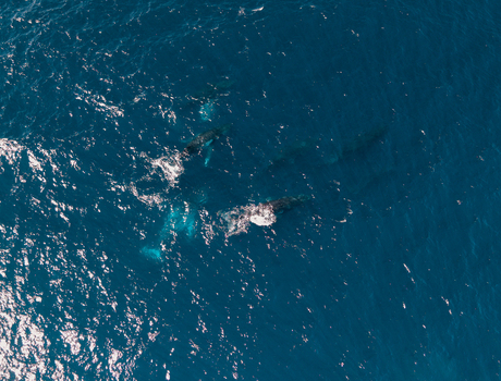Aerial view of a pod of whales swimming in the deep blue ocean near Long Reef Headland in Collaroy New South Wales Australia. Aerial view of a pod of whales swimming in the deep blue ocean near Long Reef Headland in Collaroy New South Wales Australia.
