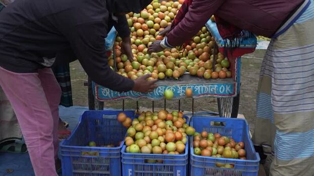 View of workers sorting tomatoes into crates in Bogura Bangladesh. View of workers sorting tomatoes into crates in Bogura Bangladesh.