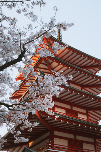 View of the radiant red Chureito Pagoda stands tall framed by the delicate ethereal beauty of blooming cherry blossoms Fujiyoshida Yamanashi Japan.