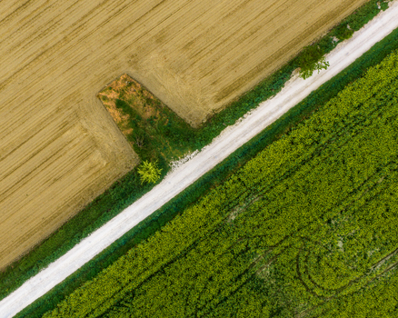 Aerial view of a white dirt road diagonally dividing golden harvested fields and lush green crops in Valdarno Florence Tuscany Italy. Aerial view of a white dirt road diagonally dividing golden harvested fields and lush green crops in Valdarno Florence Tuscany Italy.