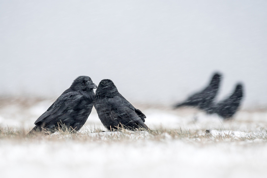 View of two black crows standing on snow covered grass during a light snowfall in Debrzno Pomeranian Voivodeship Poland.