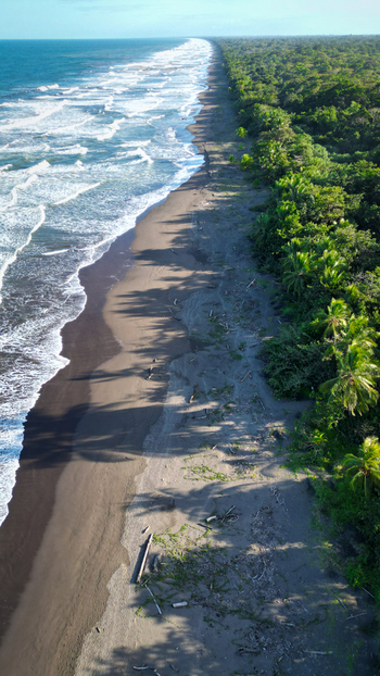 Aerial view of the meeting of the dark sandy beach and the lush green forest kissed by the foamy waves of the ocean Tortuguero Limón Province Costa Rica. Aerial view of the meeting of the dark sandy beach and the lush green forest kissed by the foamy waves of the ocean Tortuguero Limón Province Costa Rica.