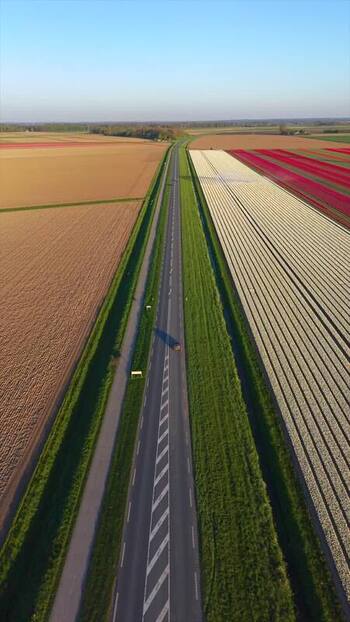 Aerial view of a road through colorful tulip fields in the Netherlands. Aerial view of a road through colorful tulip fields in the Netherlands.