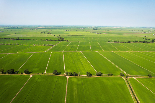 Aerial view of the lush green rice fields of Tenuta Darola characterized by geometric irrigation channels and rows of trees in Trino Piemonte Italy. Aerial view of the lush green rice fields of Tenuta Darola characterized by geometric irrigation channels and rows of trees in Trino Piemonte Italy.