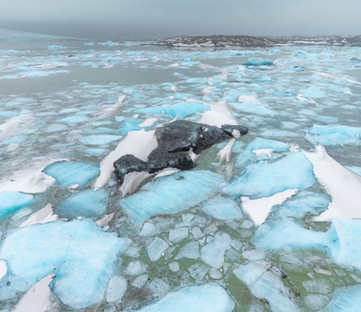Aerial view of icebergs scattered across glacial lagoon waters reflecting the sky s muted hues creating a serene yet stark landscape &Ouml;r&aelig;fi Sveitarf&eacute;lagi&eth; Hornafj&ouml;r&eth;ur Iceland.