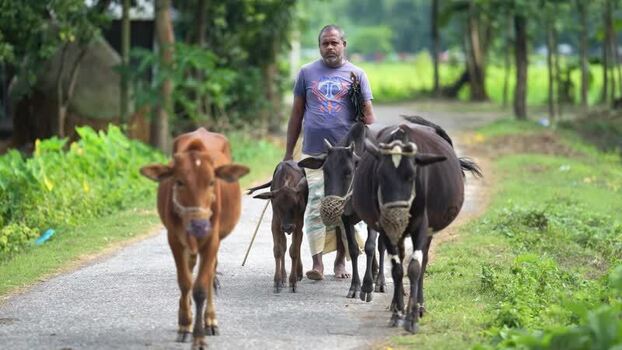 View of a man walking with cows on a rural road in Bogura Bangladesh. View of a man walking with cows on a rural road in Bogura Bangladesh.