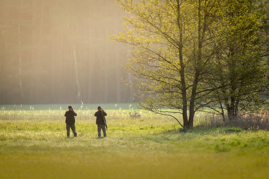 View of two men observing a deer in a grassy field at sunset with trees and forest in the background in Debrzno Pomeranian Voivodeship Poland.