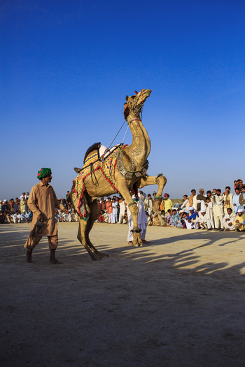 Yazman Pakistan 14 March 2013 View of Chanan Pir festival with a decorated camel performing for a crowd of onlookers under a clear blue sky.
