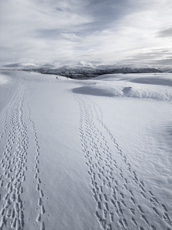 Aerial view of snow covered hills with deep tracks leading towards distant mountain peaks under a soft winter sky in Kvaloya Troms Norway. Aerial view of snow covered hills with deep tracks leading towards distant mountain peaks under a soft winter sky in Kvaloya Troms Norway.